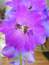 delphinium