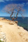 Tree at Lahilahi Point, Makaha, Hawaii