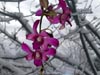 Orchids & Snow