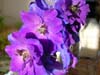 delphinium