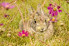 Bunny - Front Yard