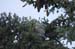 2006052239 copy